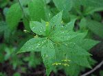 Whorled Loosestrife (Lysimachia quadrifolia), leaf