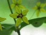 Whorled Loosestrife (Lysimachia quadrifolia), flower