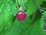 Purple-Flowering Raspberry (Rubus odoratus), fruit/seed