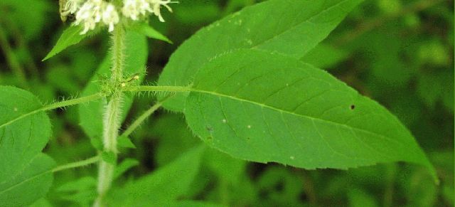 Hairy Wood-Mint (Blephilia hirsuta)