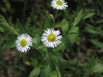 Daisy Fleabane (Erigeron annuus), flower
