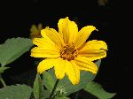 Woodland Sunflower (Helianthus divaricatus), flower