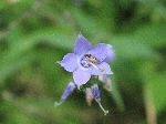 Tall Bellflower (Campanula americana), flower