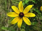 Black-Eyed Susan (Rudbeckia hirta), flower