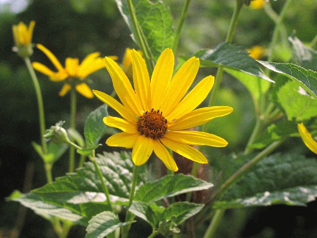 Pale-Leaved Sunflower (Helianthus strumosus)