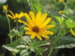Pale-Leaved Sunflower
