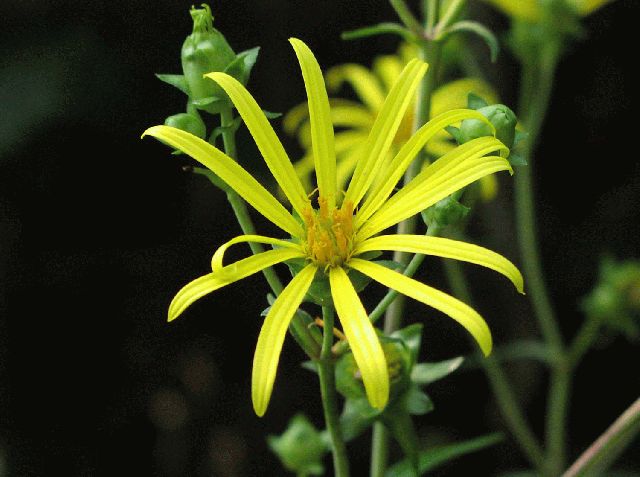 Whorled Rosinweed (Silphium trifoliatum)