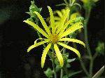 Whorled Rosinweed (Silphium trifoliatum), flower