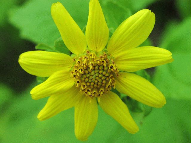 Large-Flowered Leafcup (Polymnia uvedalia)