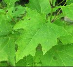 Large-Flowered Leafcup (Polymnia uvedalia), leaf
