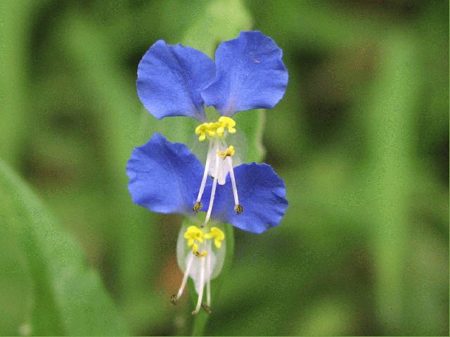 Asiatic Dayflower (Commelina communis)