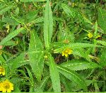 Nodding Bur-Marigold (Bidens cernua), leaf
