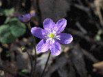 Round-Lobed Hepatica (Hepatica americana), flower