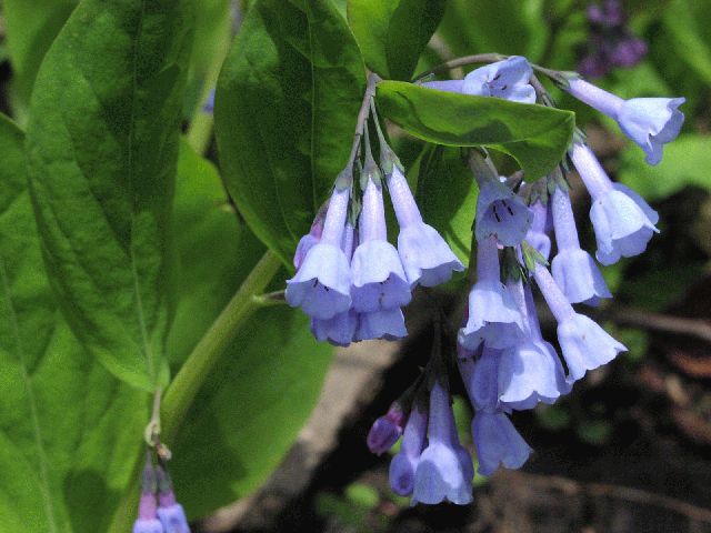 Virginia Bluebell (Mertensia virginica)