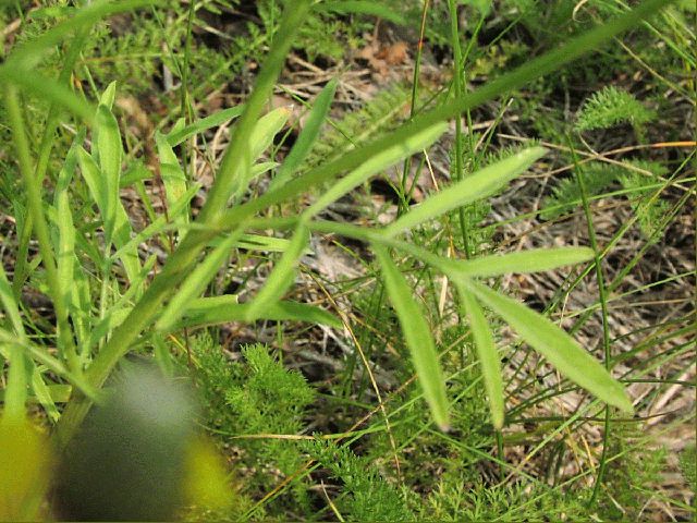 Upright Prairie Coneflower (Ratibida columnifera)