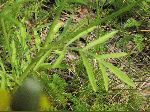 Upright Prairie Coneflower (Ratibida columnifera), leaf