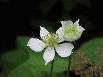 Thimble weed (Anemone virginiana), flower