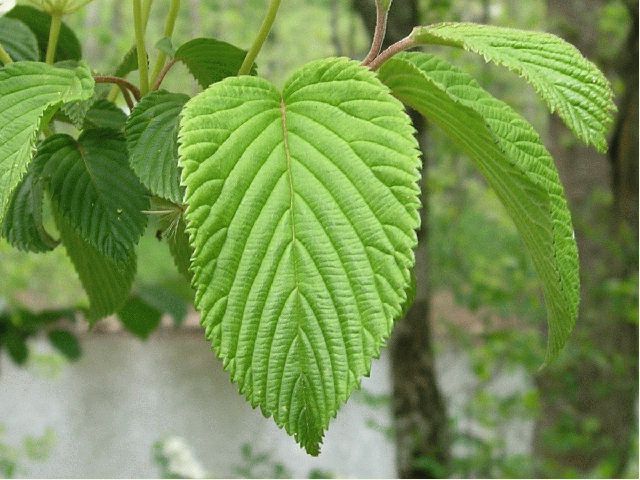 Hobblebush (Viburnum lantanoides)