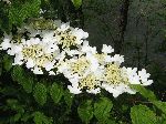 Hobblebush (Viburnum lantanoides), flower
