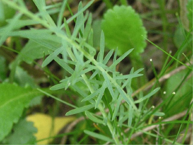 Wild Blue Flax (Linum lewisii)