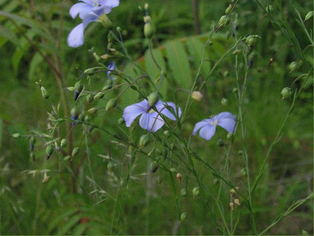 Wild Blue Flax (Linum lewisii)
