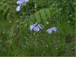 Wild Blue Flax