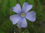 Wild Blue Flax (Linum lewisii), flower