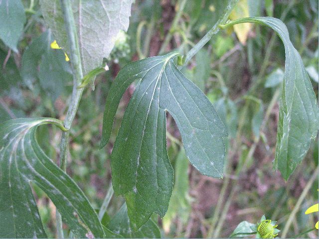 Tall Coneflower (Rudbeckia laciniata)