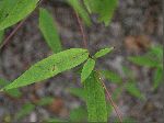 Small Wood Sunflower (Helianthus microcephalus), leaf