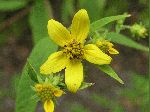 Small Wood Sunflower (Helianthus microcephalus), flower
