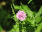 Canada Thistle (Cirsium arvense), flower