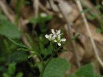 Pennsylvania Bittercress (Cardimine pensylvanica), flower