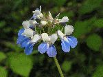 Blue-Eyed Mary (Collinsia verna), flower