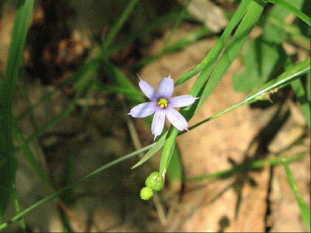 Blue-Eyed Grass (Sisyrinchium angustifolium)