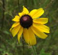 Black-Eyed Susan (Rudbeckia hirta), flower