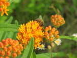 Butterfly Weed (Aslepias tuberosa), flower