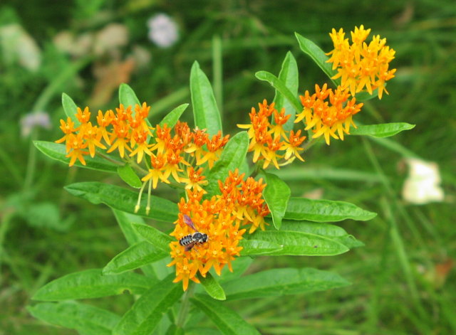Butterfly Weed (Aslepias tuberosa)