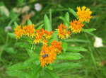 Butterfly Weed (Aslepias tuberosa), flower