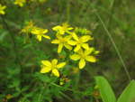 Common St. Johnswort (Hypericum perforatum), flower