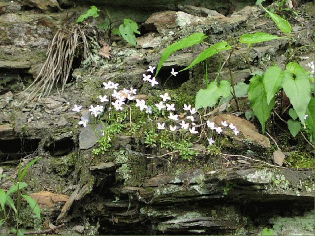 Bluets (Houstonia caerulea)