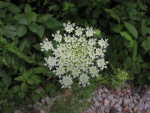 Queen Anne's Lace (Daucus carota), flower