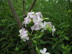 Bouncing Bet (Saponaria officinalis), flower