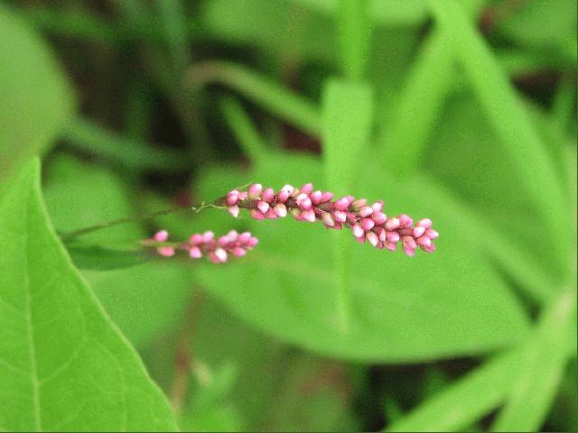 Pennsylvania Smartweed (Polygonum pensylvanicum L.)