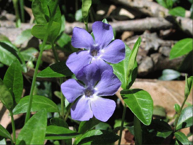 Periwinkle (Vinca minor)