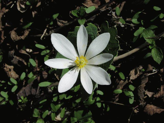 Bloodroot (Sanguinaria canadensis)