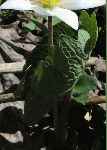 Bloodroot (Sanguinaria canadensis), leaf