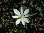Bloodroot (Sanguinaria canadensis), flower