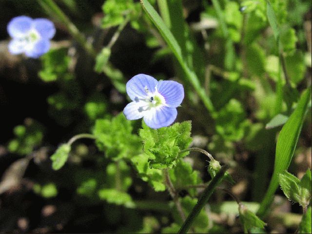 Persian Speedwell (Veronica persica)