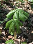 Mayapple (Podophyllum peltaum), leaf