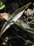 Trout Lily (Erythronium americanum), leaf